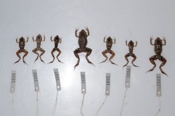 Media type: image;   Herpetology A-148550